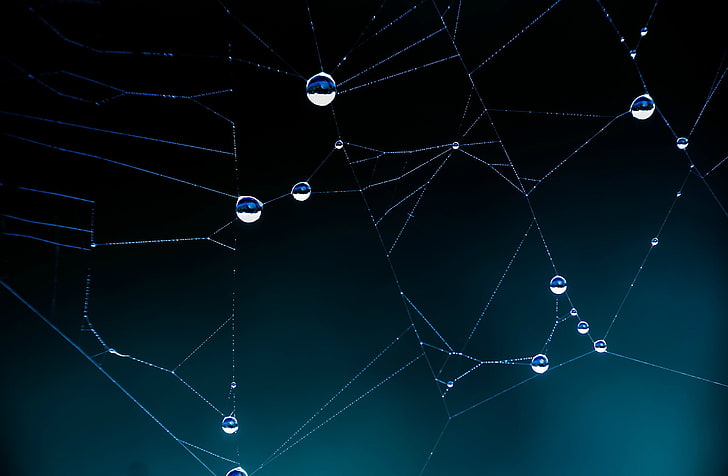 white spider web with water droplets, close view of spider web with dew drops, HD wallpaper