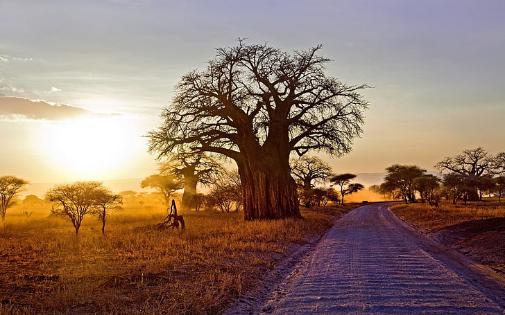 landscape, nature, baobab trees, dry grass, dirt road, shrubs