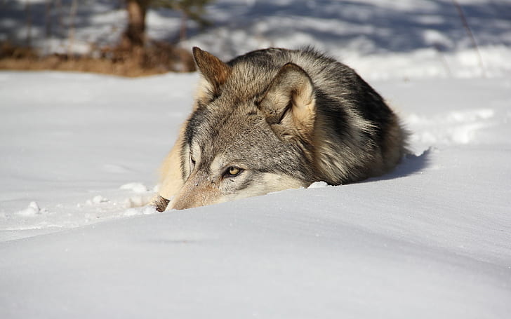animals, snow, wolf