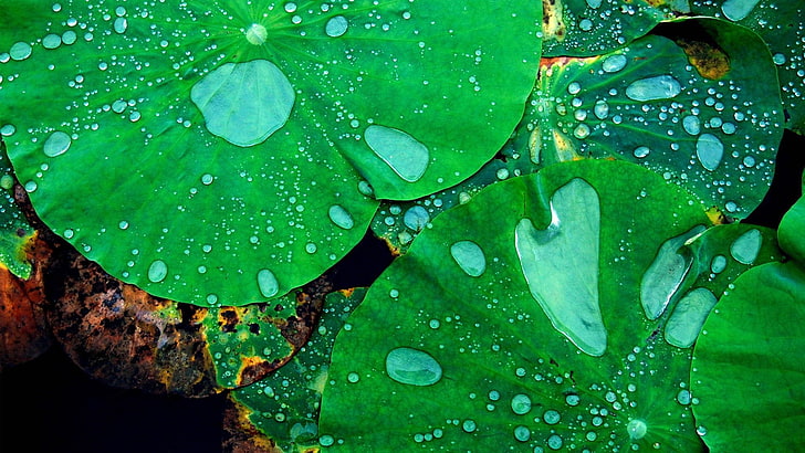 green leaves, nature, macro, closeup, lotus flowers, water drops