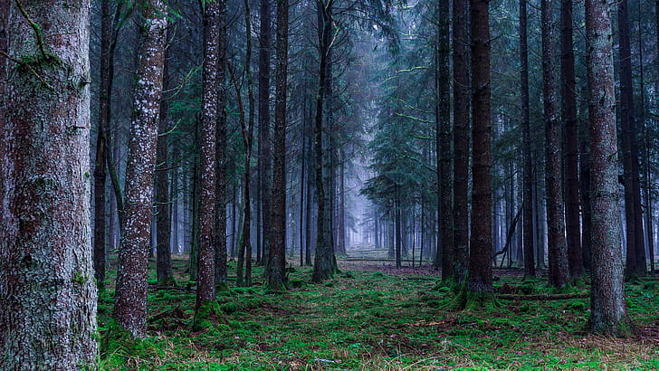 forest, fog, spruce fir forest, forest path, nature, tree, grove, HD wallpaper