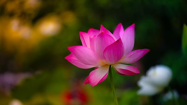 selective photography of pink Lotus flower, nature, lotus Water Lily HD wallpaper