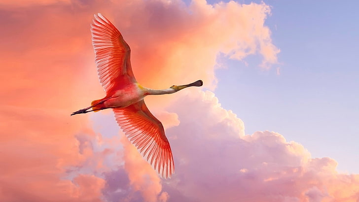 Roseate Spoonbill wide wings blue sky red clouds HD Wallpapers for mobile phones tablet and laptop 3840×2160