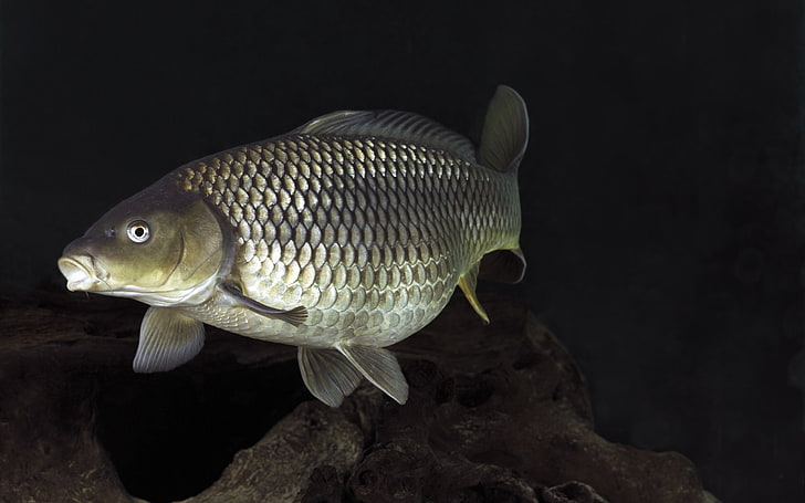 Hd Wallpaper Carp Fish Lake Mirror River Underwater World Animal Wallpaper Flare