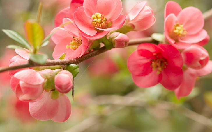 plants, flowers, spring, branch, pink flowers, blossoms