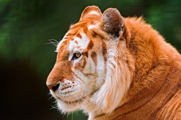 Bengal tiger, cat, face, ©Tambako The Jaguar, Golden tiger, animal themes, HD wallpaper
