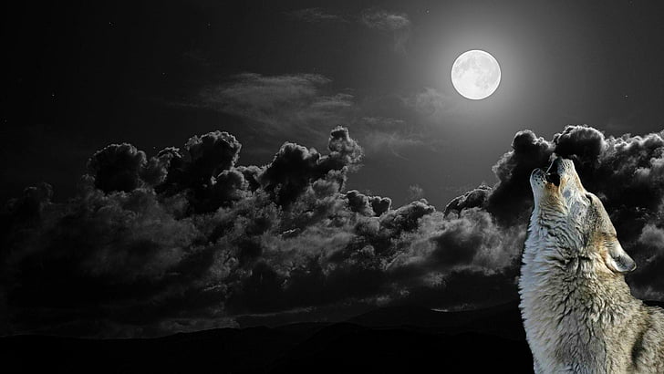 wolf, moon, cloudy, full moon, wolf howling, animals, HD wallpaper