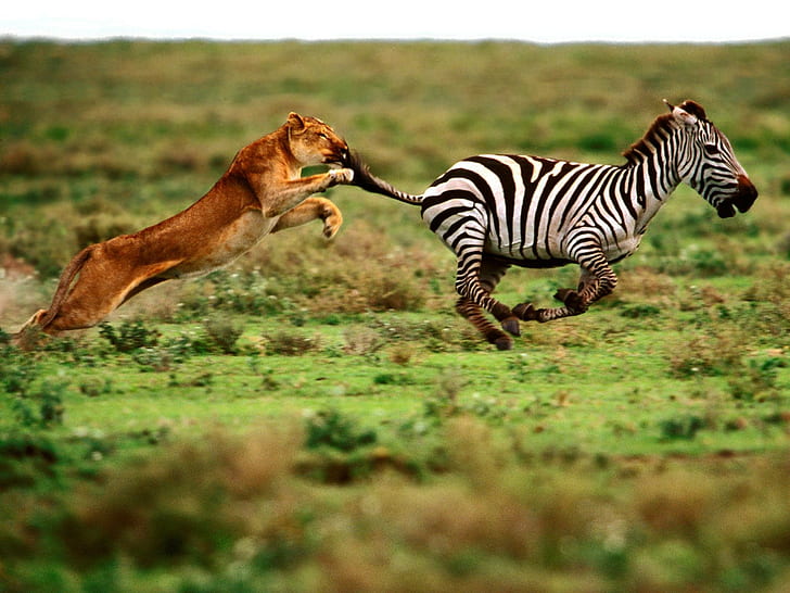 Lion Chase Zebra HD, animals, HD wallpaper