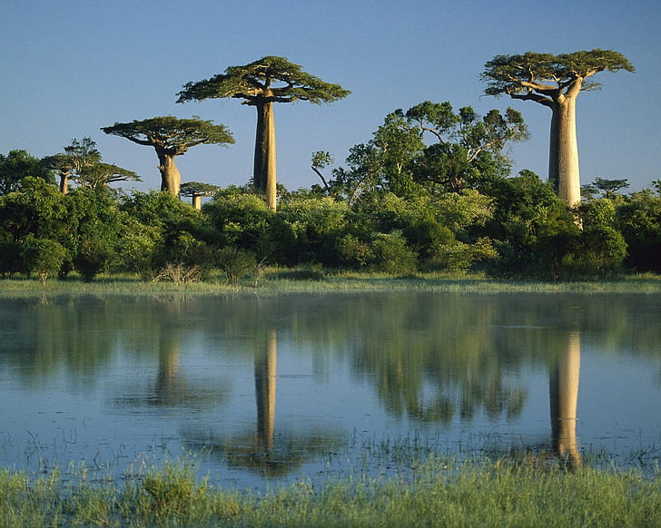 baobab trees reflected in wetlands - madagascar Baobab Trees Tree HD