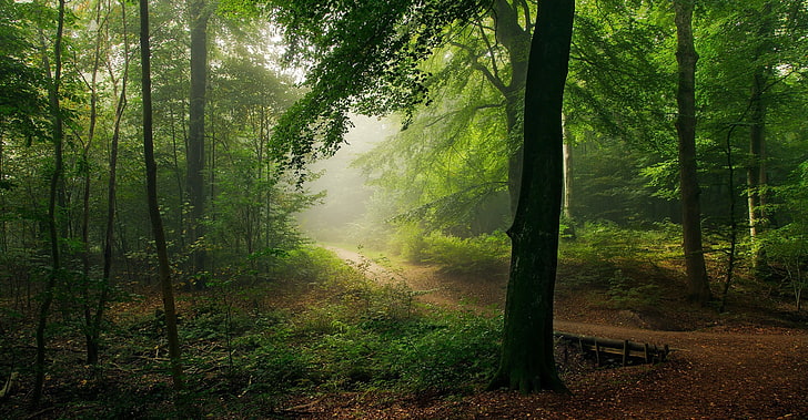 nature, landscape, path, forest, mist, shrubs, morning, trees, HD wallpaper