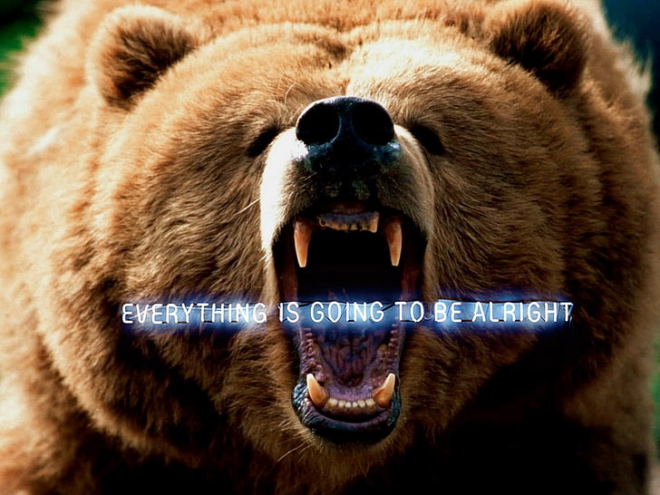 funny bears everything is going to be alright Animals Bears HD Art, HD wallpaper