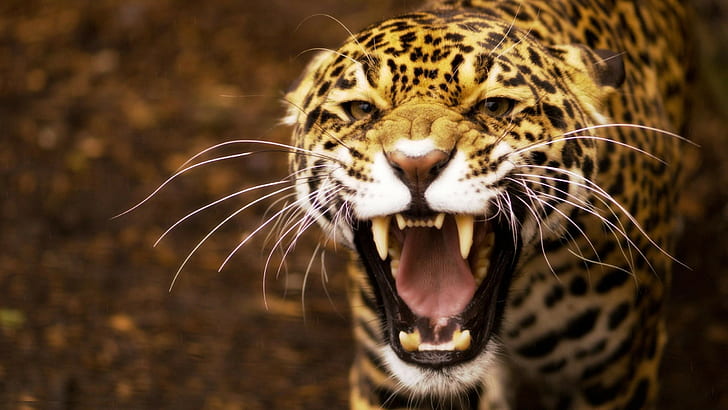 Angry Jaguar 1080P, 2K, 4K, 5K HD wallpapers free download | Wallpaper Flare