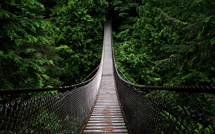 black and brown hanging bridge, fence, green, photography, trees