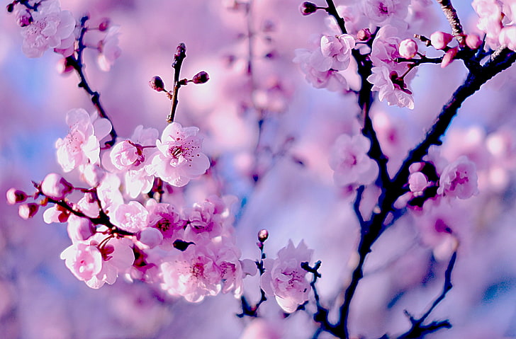purple cherry blossom flowers, branches, Sakura, flowering, bokeh
