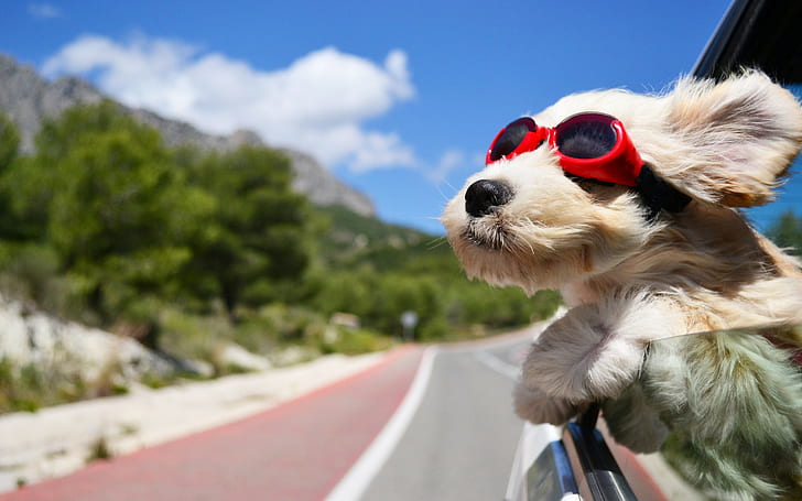 Dog with sunglasses, brown short coated dog, wind, road, car, HD wallpaper