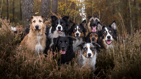 HD wallpaper: animals, dog, Border Collie | Wallpaper Flare