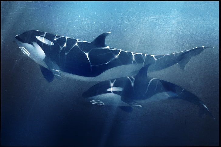 two black-and-white orcas, sea, depth, whale, underwater, animal