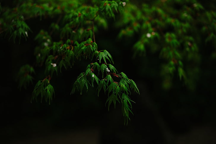 photography, leaves, trees, black, plant, green color, growth, HD wallpaper