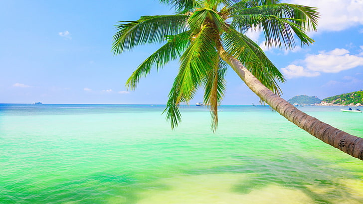green leaf plant with green plant, palm trees, sea, water, sky