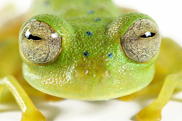 tilt lens photography of green frog, cochran, cochran, animal