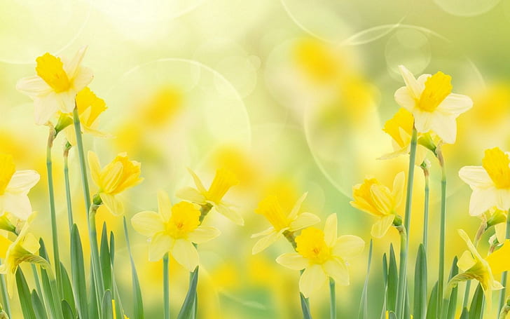 40 Beautiful Daffodils Wallpaper for Computer  WallpaperSafari