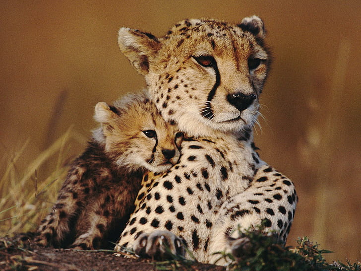 Sweet Mother's Love, baby, animal, cheetah, animals, HD wallpaper