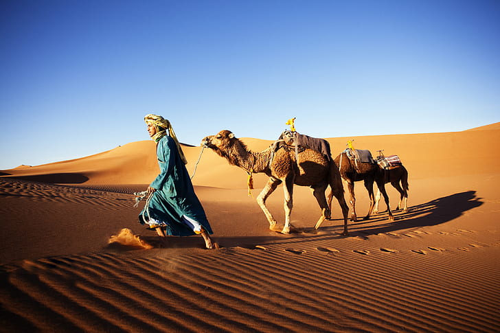 nature, animals, men, camels, desert, sand, clear sky, sand dunes, HD wallpaper