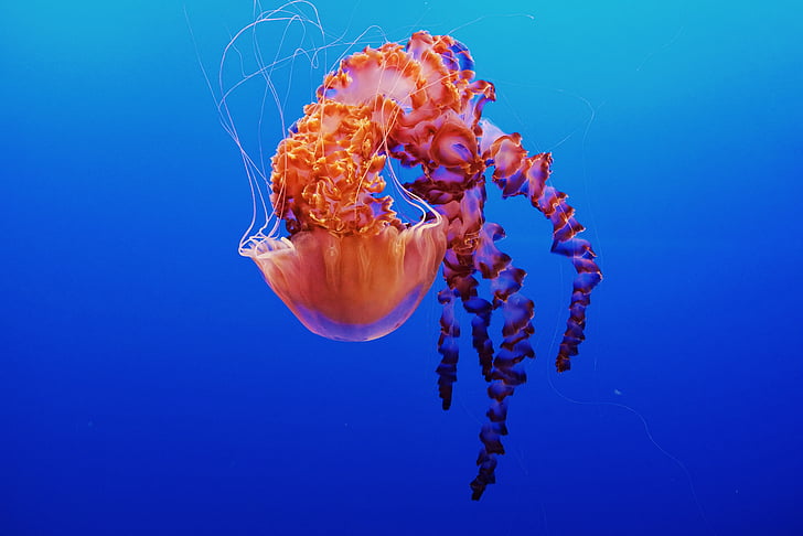 photography of jelly fish, Jellyfish, Monterey Bay Aquarium, California, HD wallpaper