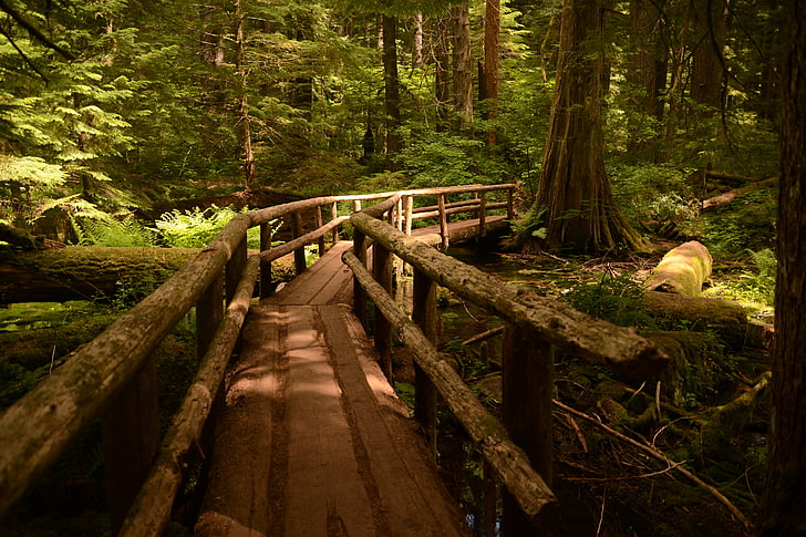 footbridge, path, Oregon, wooden surface, pine trees, landscape, HD wallpaper