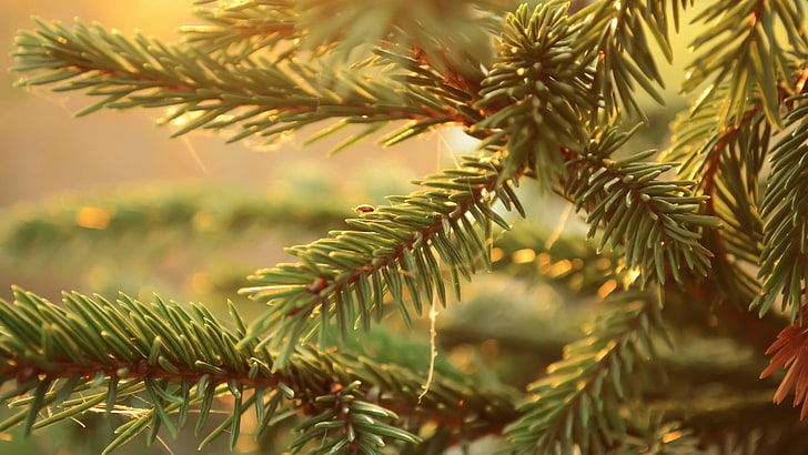spruce, branch, plant, tree, growth, close-up, green color