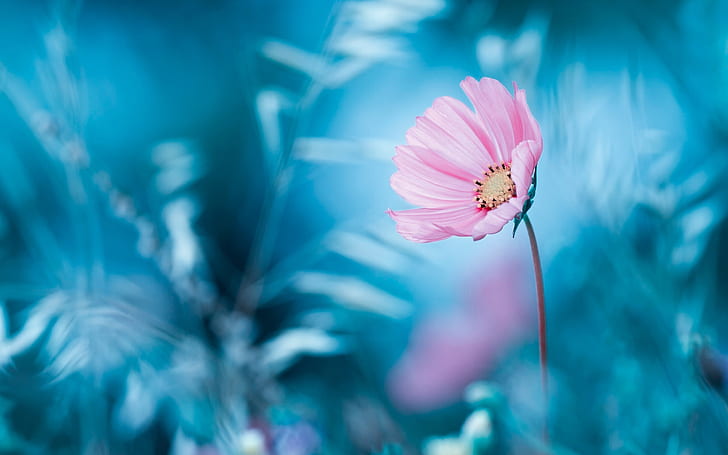 Pink flower, blue background, bokeh, HD wallpaper