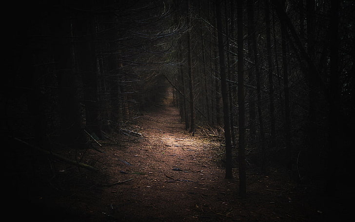 HD wallpaper: nature, landscape, dark, forest, Germany, path, daylight,  trees | Wallpaper Flare