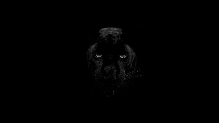 HD wallpaper: Black Panther 4K, one animal, animal themes, studio shot,  black background | Wallpaper Flare