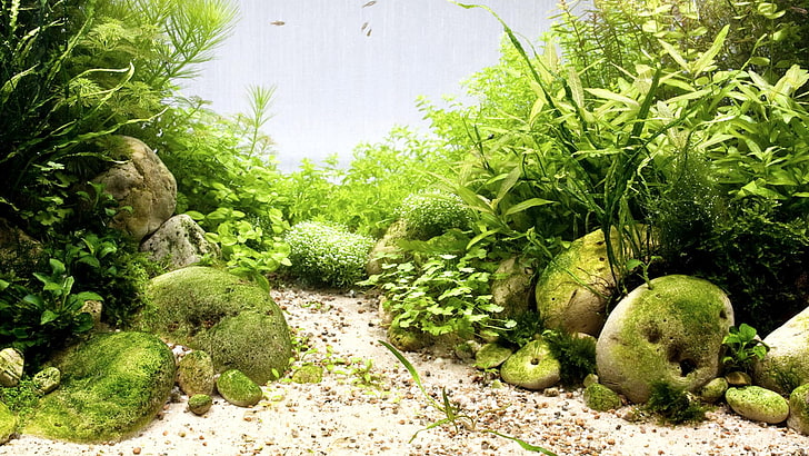 pile of green leaf plants near white sand, aquarium, rocks, sea grass