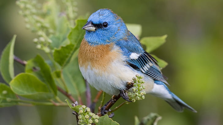 Beautiful blue bird, HD wallpaper
