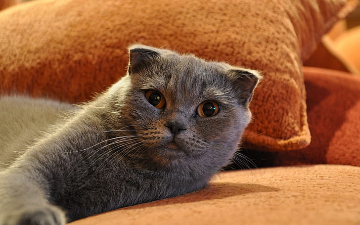 Gorgeous Scottish Fold Cat, bed, cute