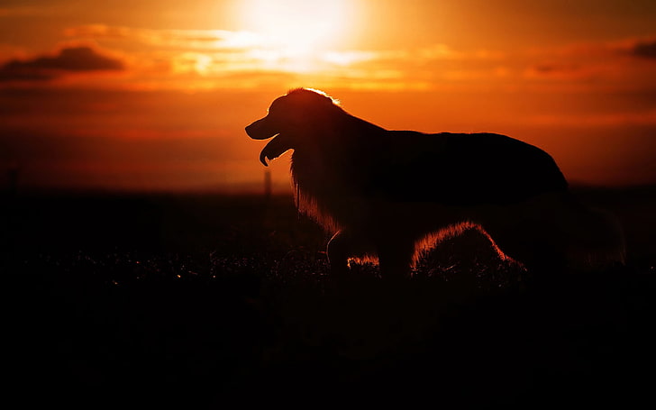 Sunset Dog Silhouette Animal High Quality Wallpape.., sky, animal themes