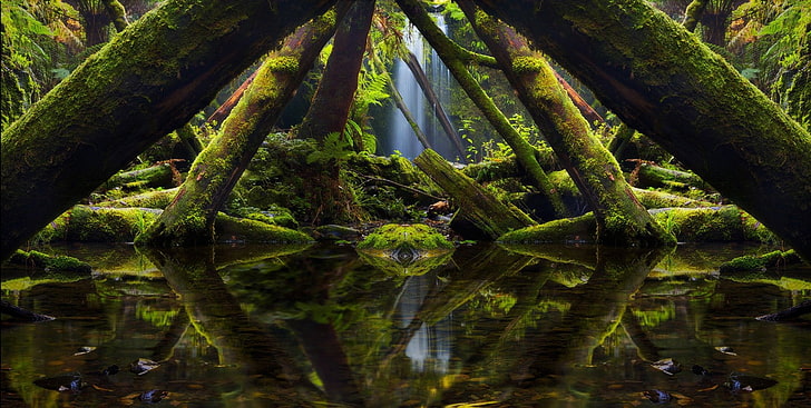 landscape, nature, photography, mirrored, moss, trees, ferns