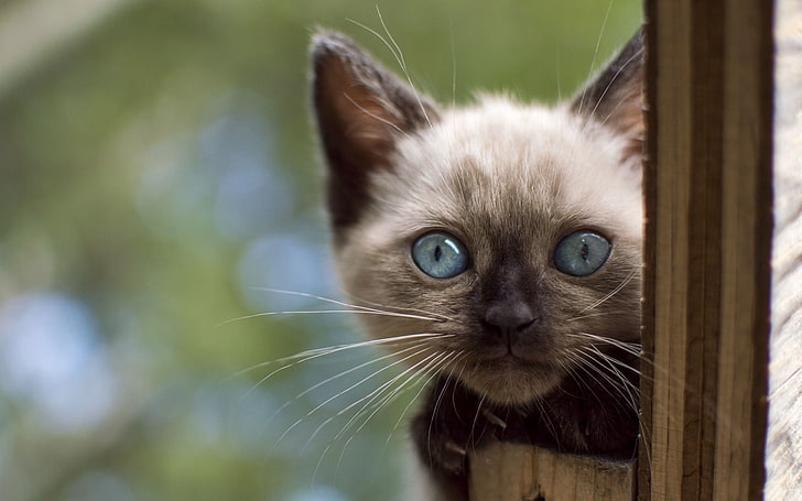 cat, animals, Siamese cats, blue eyes, kittens, animal themes, HD wallpaper