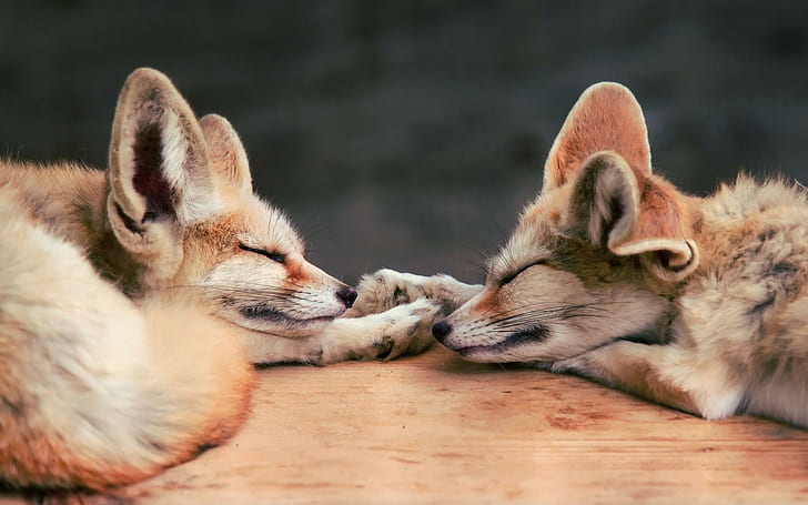 HD wallpaper: fox baby animals animals sleeping, mammal, animal themes,  group of animals | Wallpaper Flare