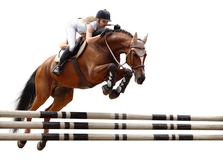 jump, horse, rider, obstacle, horse riding