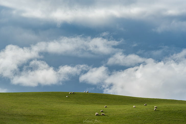 Windows XP, blue, sheep, landscape, HD wallpaper