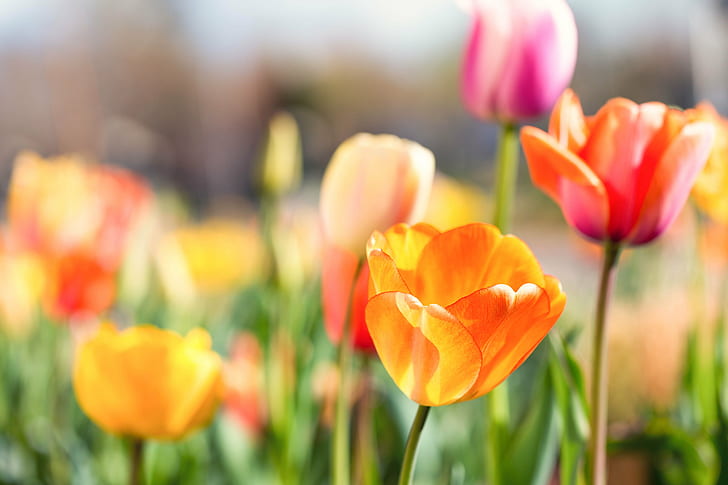 multicolored Shadow focus photography of flowers, tulips, tulips, HD wallpaper