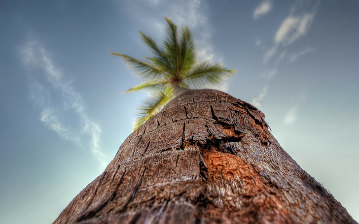 nature, HDR, sky, palm trees, worm's eye view