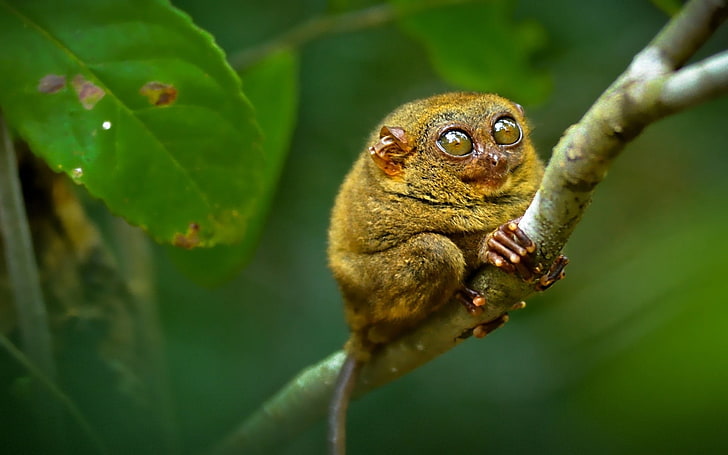 brown tarsier, big eyes, branch, sit, animal, nature, wildlife, HD wallpaper