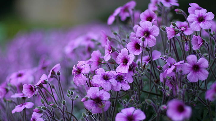 Purple Flowers Geranium Ornamental Flowering Plants Hd Wallpaper For Desktop Pc Laptop And Mobile 1920×1080