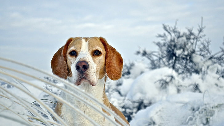animals, hound, hunting dog, foxhound, beagle, walker hound, HD wallpaper