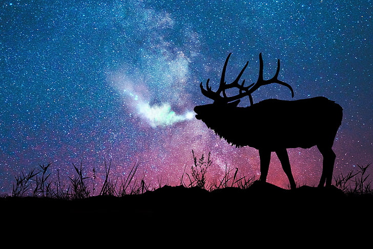 HD wallpaper: silhouette of moose, deer, galaxy, stars, nature, night,  animal | Wallpaper Flare