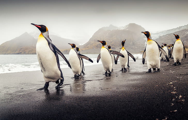 South Georgia, king penguins, flock of king penguins, beach, HD wallpaper