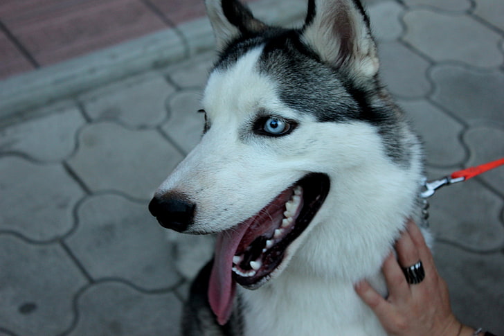 adult white and black Alaskan malamute, dog, husky, muzzle, eyes, HD wallpaper